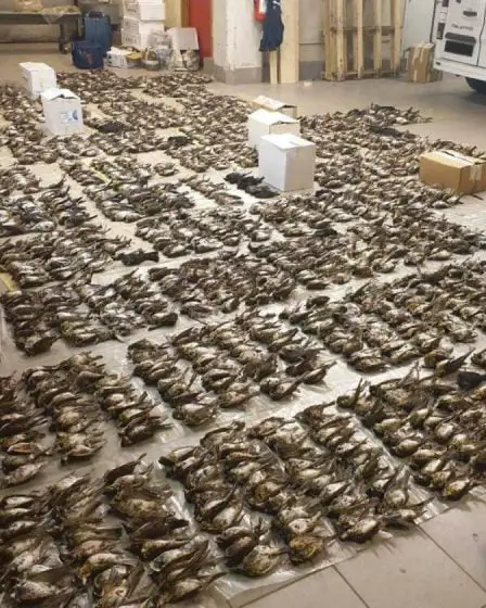 PHOTO : des chasseurs italiens arrêtés en sortant de Norvège avec 2 027 grives congelées 5 PHOTO : des chasseurs italiens arrêtés en sortant de Norvège avec 2 027 grives congelées - 4