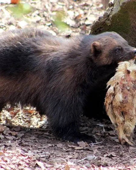 Douze carcajous abattus la semaine dernière 5 Douze carcajous abattus la semaine dernière - 4