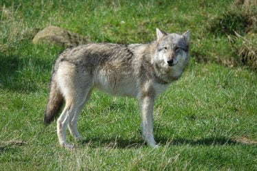 Le loup qui a tué des moutons sur Toten est probablement abattu - 20