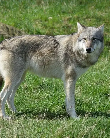 Le loup qui a tué des moutons sur Toten est probablement abattu 26 Le loup qui a tué des moutons sur Toten est probablement abattu - 25