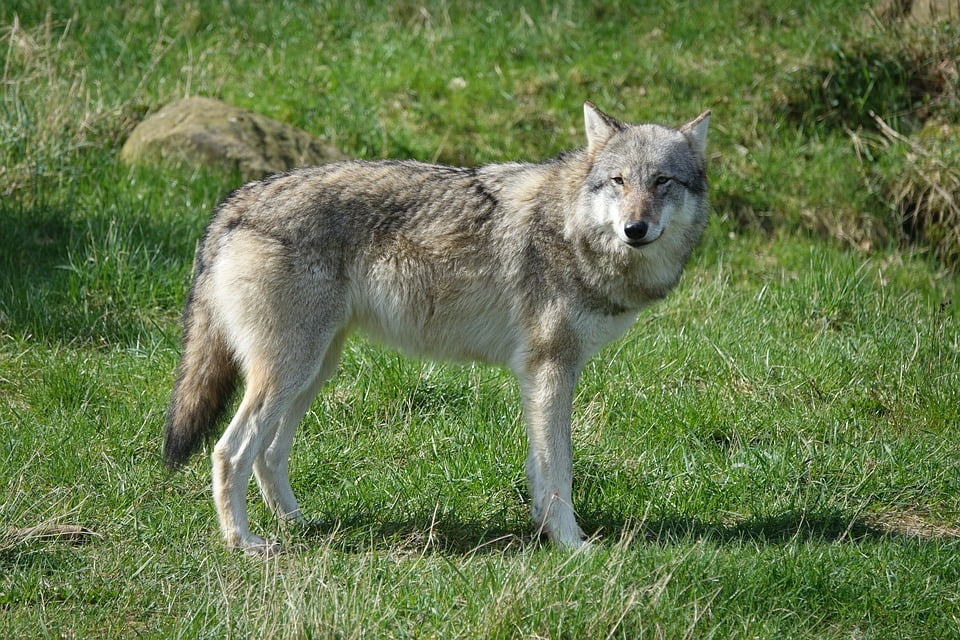 Le loup qui a tué des moutons sur Toten est probablement abattu 4 Le loup qui a tué des moutons sur Toten est probablement abattu - 3