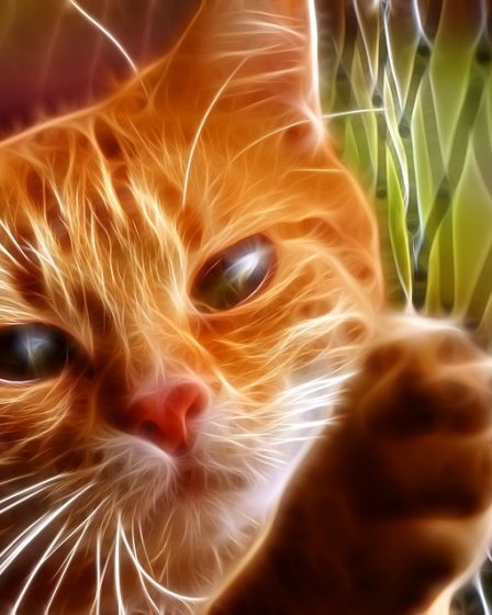 Epidémie de sida félin redoutée à Vestfold 5 Epidémie de sida félin redoutée à Vestfold - 4