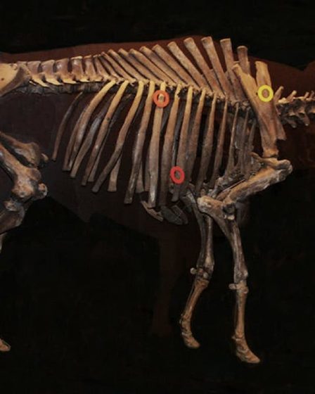 La quête pour faire revivre les Aurochs éteints pour restaurer des terres anciennes 9 La quête pour faire revivre les Aurochs éteints pour restaurer des terres anciennes - 8