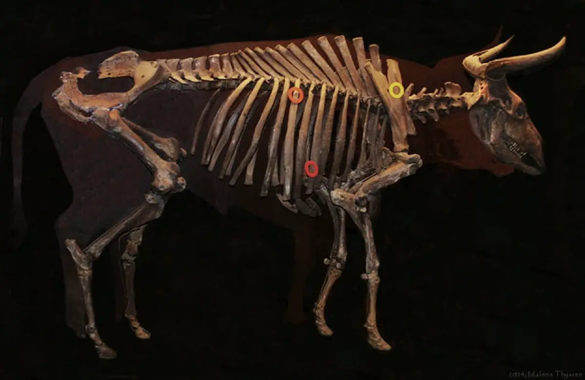 La quête pour faire revivre les Aurochs éteints pour restaurer des terres anciennes - 3