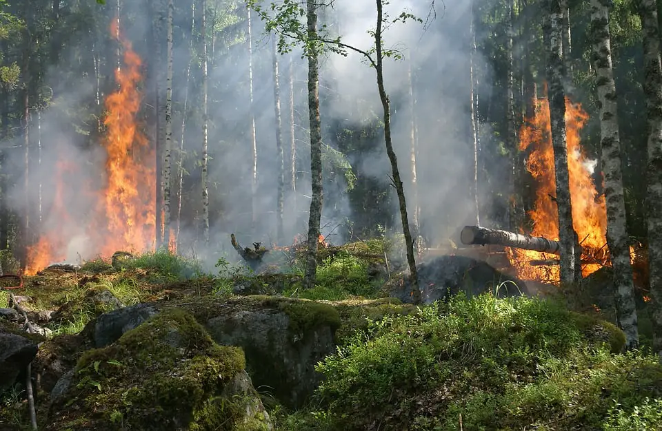 Risque d'incendies de forêt dans l'ouest de la Norvège 4 Risque d'incendies de forêt dans l'ouest de la Norvège - 3