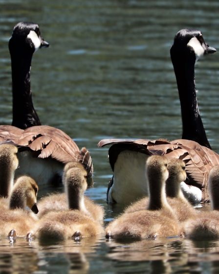 L'invasion d'oies permet une chasse précoce record 8 L'invasion d'oies permet une chasse précoce record - 7
