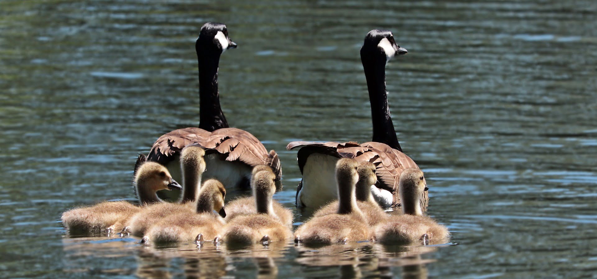L'invasion d'oies permet une chasse précoce record 4 L'invasion d'oies permet une chasse précoce record - 3