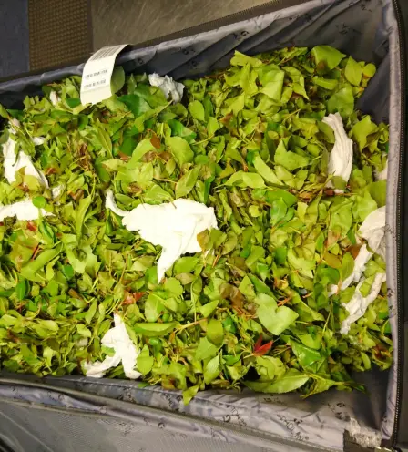 Quatre contrebandiers de khat sur le même vol 5 Quatre contrebandiers de khat sur le même vol - 4