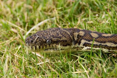 Un fermier disparu retrouvé mort dans l'estomac d'un python - 20