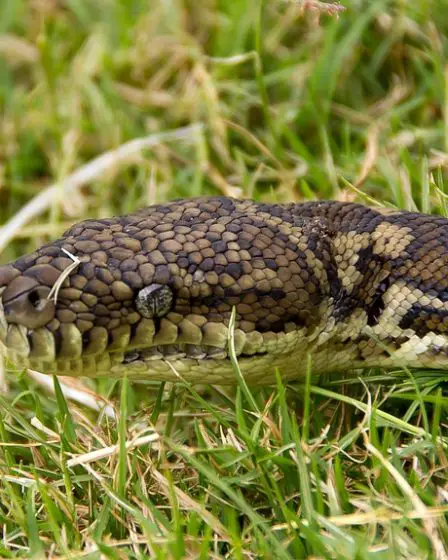 Un fermier disparu retrouvé mort dans l'estomac d'un python 5 Un fermier disparu retrouvé mort dans l'estomac d'un python - 4