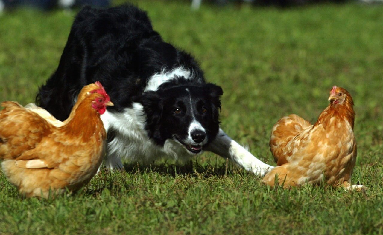 Border collies les plus populaires - Norway Today - 3