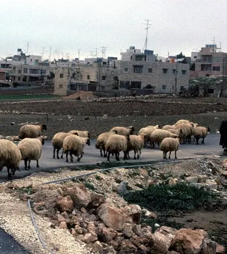 Le gouvernement demande aux Norvégiens d'arrêter de faire des cadeaux à la Cisjordanie israélienne 26 Le gouvernement demande aux Norvégiens d'arrêter de faire des cadeaux à la Cisjordanie israélienne - 25