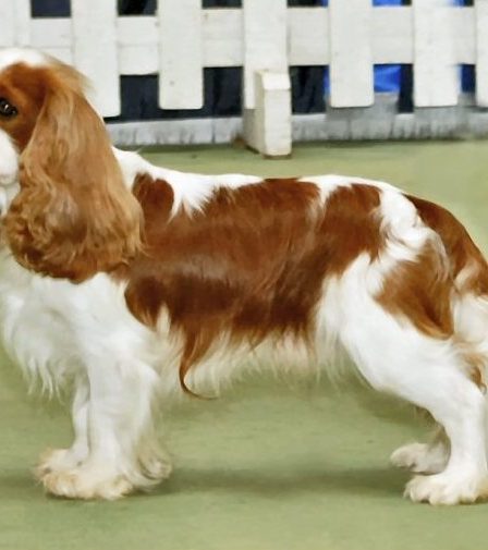 1 500 vétérinaires signent une pétition contre l'élevage de chiens 20 1 500 vétérinaires signent une pétition contre l'élevage de chiens - 19