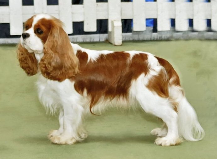 1 500 vétérinaires signent une pétition contre l'élevage de chiens 4 1 500 vétérinaires signent une pétition contre l'élevage de chiens - 3