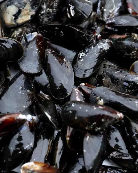 La FSA met en garde contre la collecte de moules 20 La FSA met en garde contre la collecte de moules - 19