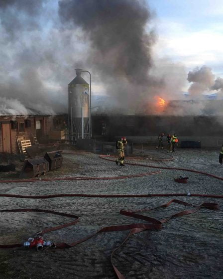 Plus de 500 porcs sont morts dans un incendie dans le Nordland 11 Plus de 500 porcs sont morts dans un incendie dans le Nordland - 10