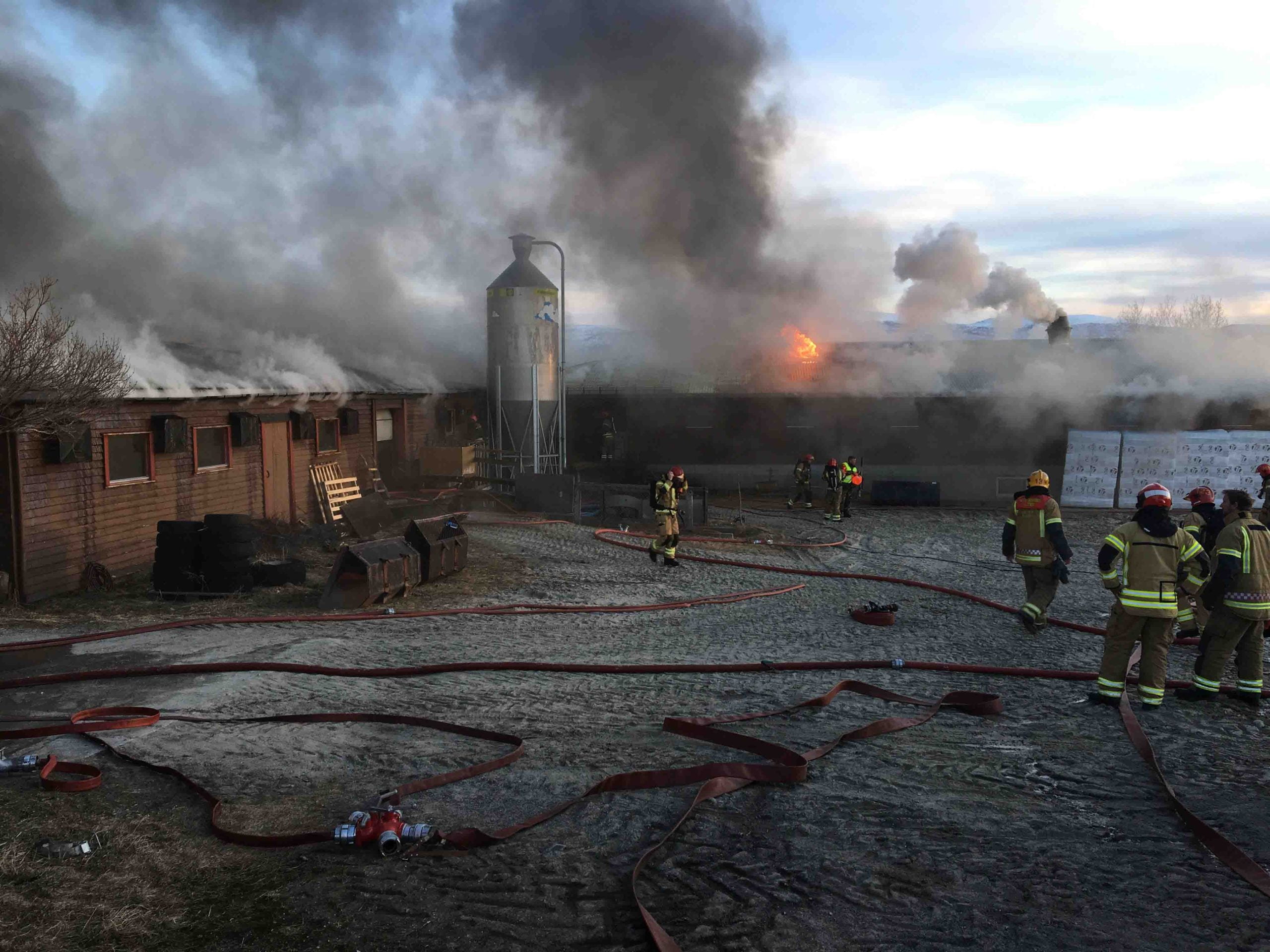 Plus de 500 porcs sont morts dans un incendie dans le Nordland - 3