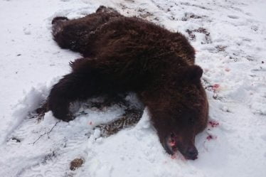 Un ours abattu à Sør-Trøndelag - 16