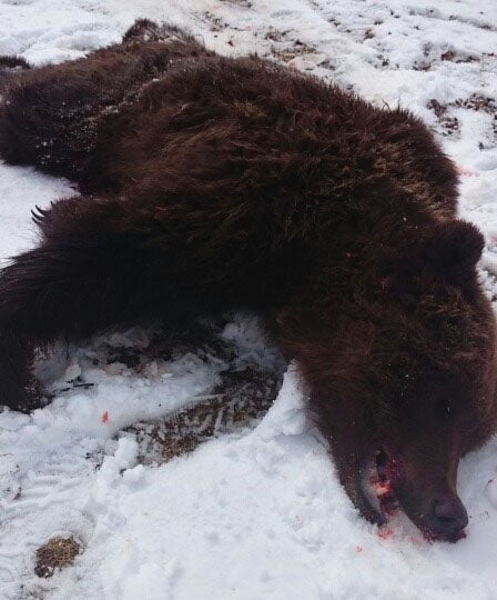 Un ours abattu à Sør-Trøndelag 20 Un ours abattu à Sør-Trøndelag - 19