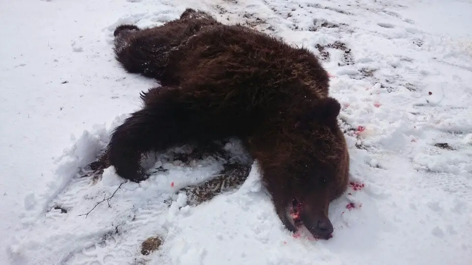 Un ours abattu à Sør-Trøndelag 4 Un ours abattu à Sør-Trøndelag - 3