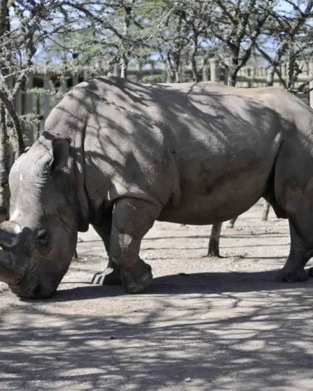 Mâle rhinocéros avec une publicité populaire sur Tinder 2 Mâle rhinocéros avec une publicité populaire sur Tinder - 1