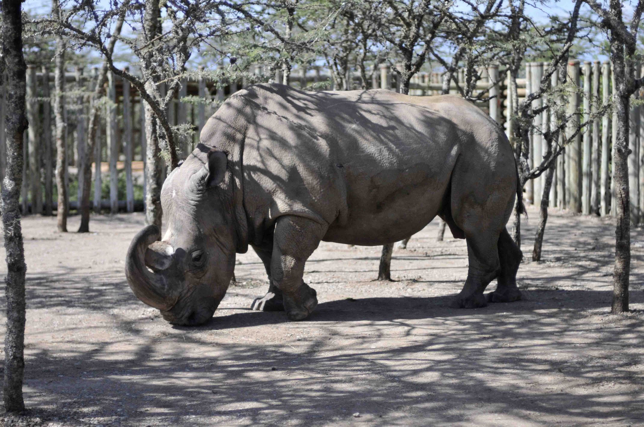 Mâle rhinocéros avec une publicité populaire sur Tinder 4 Mâle rhinocéros avec une publicité populaire sur Tinder - 3