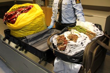 Doublement de khat saisi par les douanes à Gardermoen - 16
