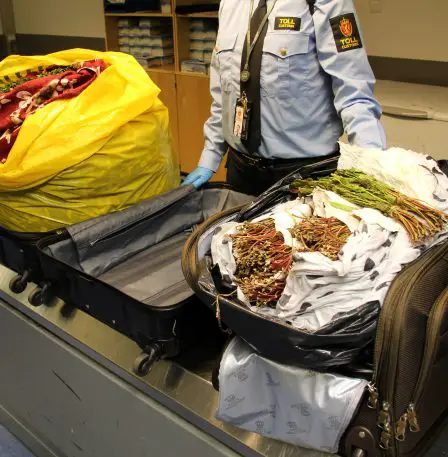 Doublement de khat saisi par les douanes à Gardermoen - 29