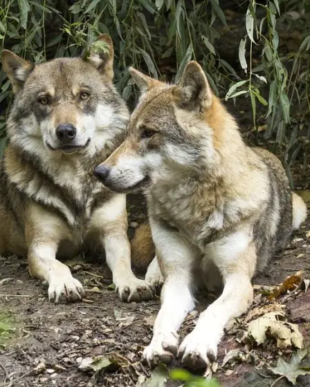 Aime les loups - Jeté de la partie de chasse 24 Aime les loups - Jeté de la partie de chasse - 23