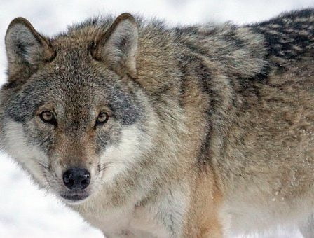 Le procureur demande 120 jours de prison dans l'affaire du loup 18 Le procureur demande 120 jours de prison dans l'affaire du loup - 17