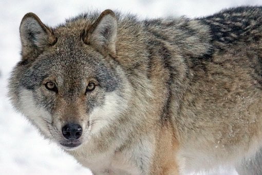 Le procureur demande 120 jours de prison dans l'affaire du loup 4 Le procureur demande 120 jours de prison dans l'affaire du loup - 3