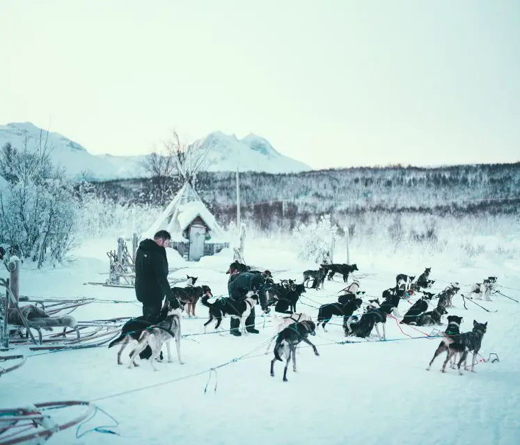 Magnifique balade en traîneau avec des Huskies à Tromso - 7