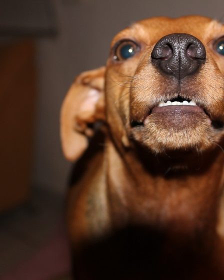 Quatre accusés d'avoir entraîné des chiens agressifs 23 Quatre accusés d'avoir entraîné des chiens agressifs - 22