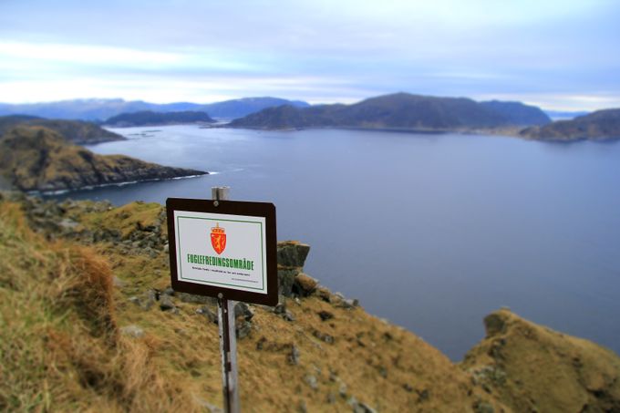 Éclaircir avant l'arrivée des oiseaux 4 Éclaircir avant l'arrivée des oiseaux - 3