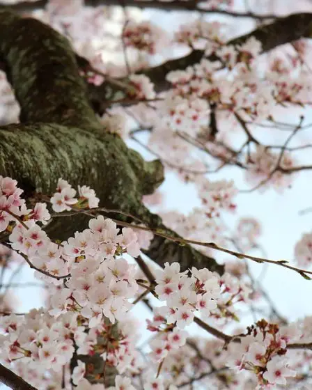 La moitié des cerisiers en fleurs de Washington sont morts de choc dû au froid 17 La moitié des cerisiers en fleurs de Washington sont morts de choc dû au froid - 16