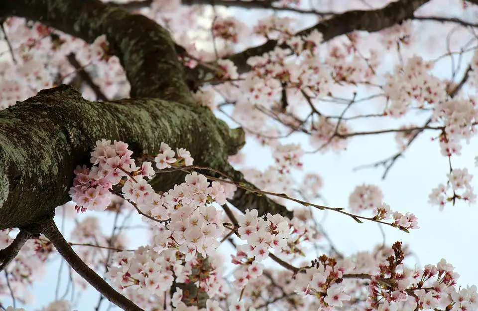 La moitié des cerisiers en fleurs de Washington sont morts de choc dû au froid 4 La moitié des cerisiers en fleurs de Washington sont morts de choc dû au froid - 3