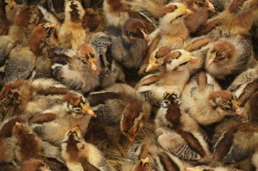 6 000 poulets tués dans un incendie - 20