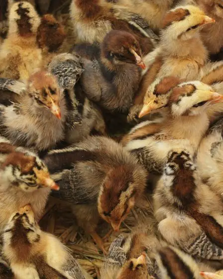 6 000 poulets tués dans un incendie 14 6 000 poulets tués dans un incendie - 13
