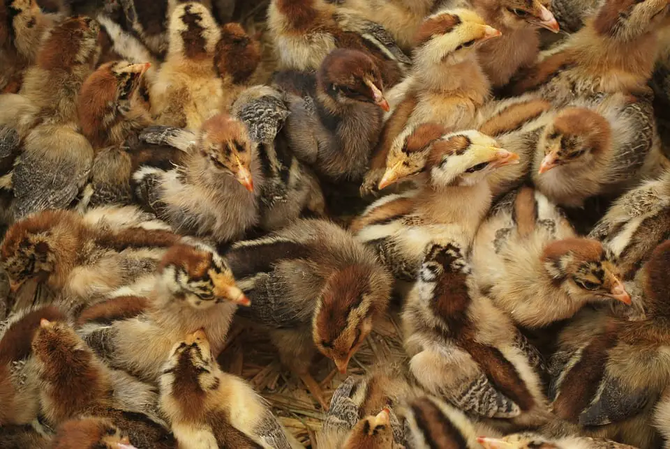 6 000 poulets tués dans un incendie 4 6 000 poulets tués dans un incendie - 3