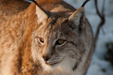 Wild Lynx a sauté dans la zone de lynx à Bjørneparken - 18