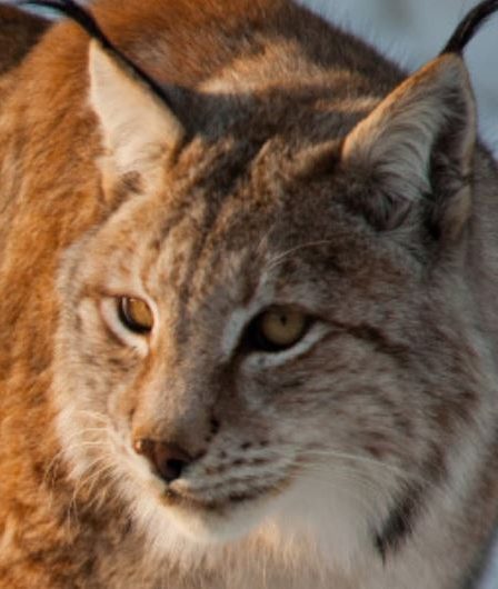 Wild Lynx a sauté dans la zone de lynx à Bjørneparken - 22