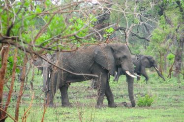 Un Norvégien décède après une attaque d'éléphant au Malawi - 21