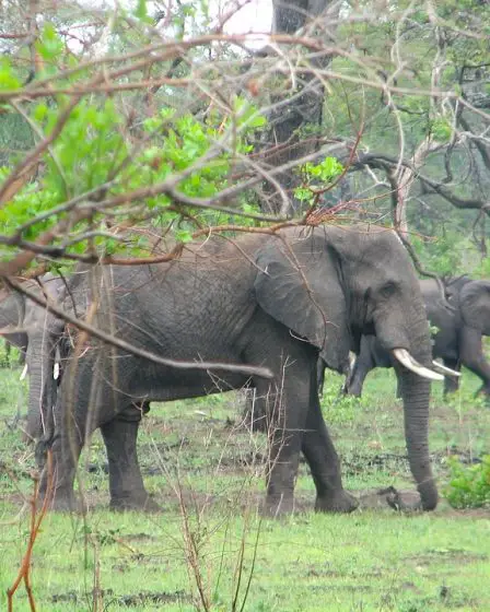 Un Norvégien décède après une attaque d'éléphant au Malawi 11 Un Norvégien décède après une attaque d'éléphant au Malawi - 10