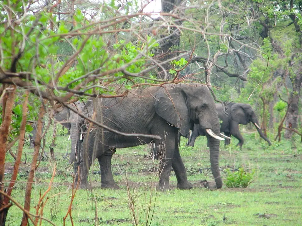 Un Norvégien décède après une attaque d'éléphant au Malawi 4 Un Norvégien décède après une attaque d'éléphant au Malawi - 3
