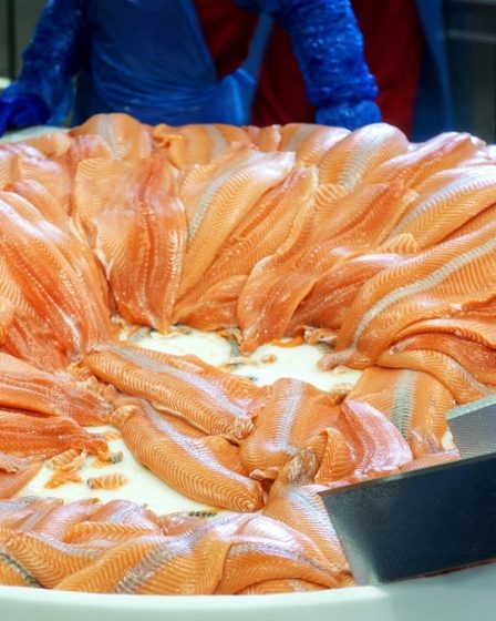 Nouveau record pour les exportations norvégiennes de produits de la mer 11 Nouveau record pour les exportations norvégiennes de produits de la mer - 10