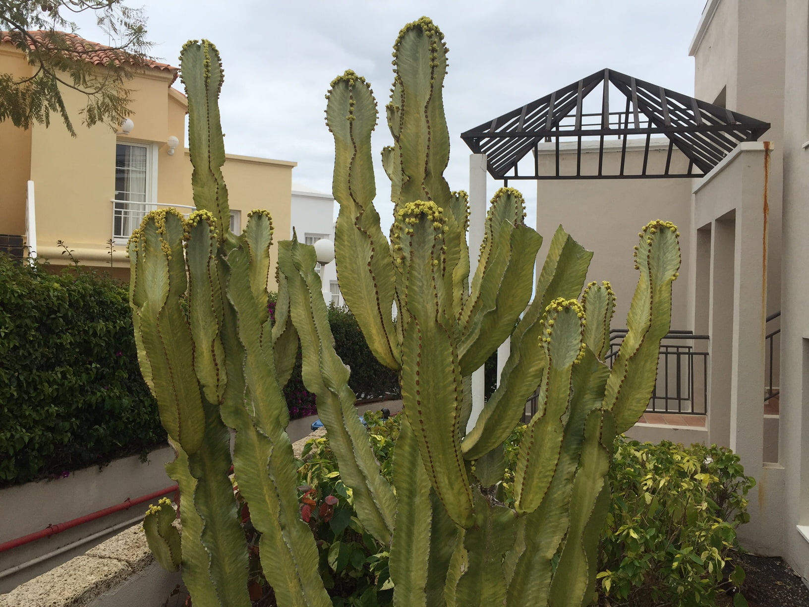 Des touristes norvégiens touchés par le virus de l'estomac à Gran Canaria 4 Des touristes norvégiens touchés par le virus de l'estomac à Gran Canaria - 3