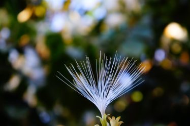L'enregistrement du pollen est en cours - Norway Today - 20
