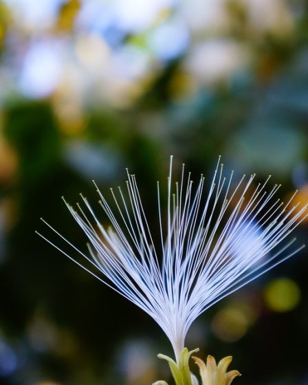 L'enregistrement du pollen est en cours - Norway Today 11 L'enregistrement du pollen est en cours - Norway Today - 10