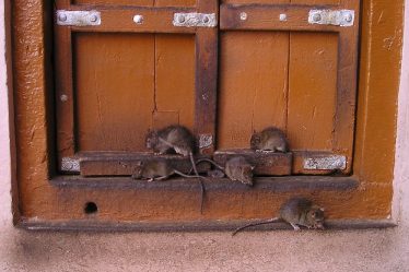 Le bureau médical du district craint une augmentation de la population de rats au milieu du chaos des ordures - 16