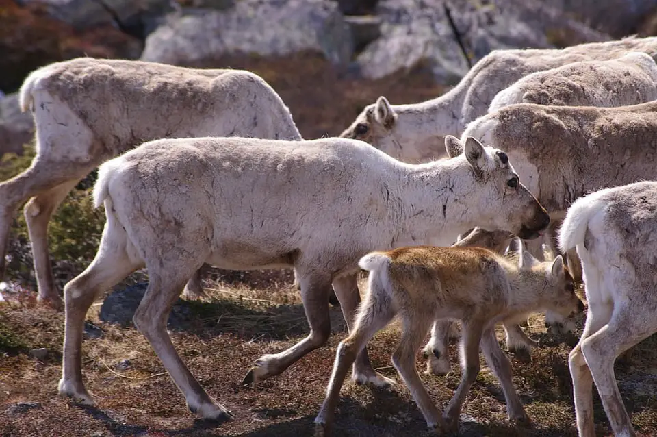 Envisage l'abattage massif de rennes pour empêcher la propagation de l'infection - 3